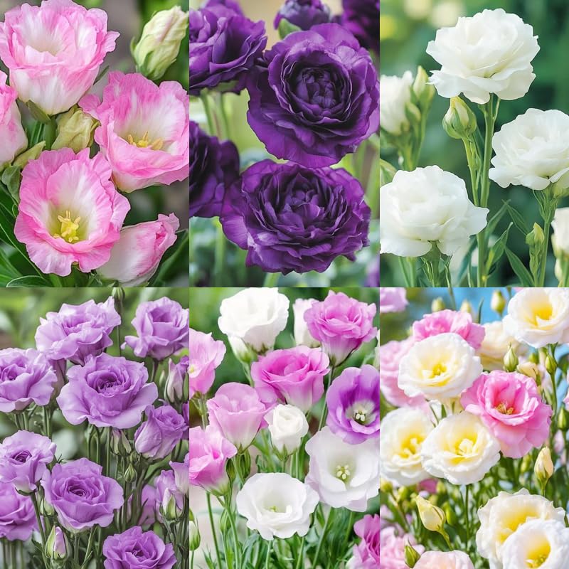 1050+Mixed Lisianthus Seeds for Planting Gardens Outdoor-Eustoma Grandiflorum Flower Attracts Pollinators Heirloom Non-GMO Long Blooming
