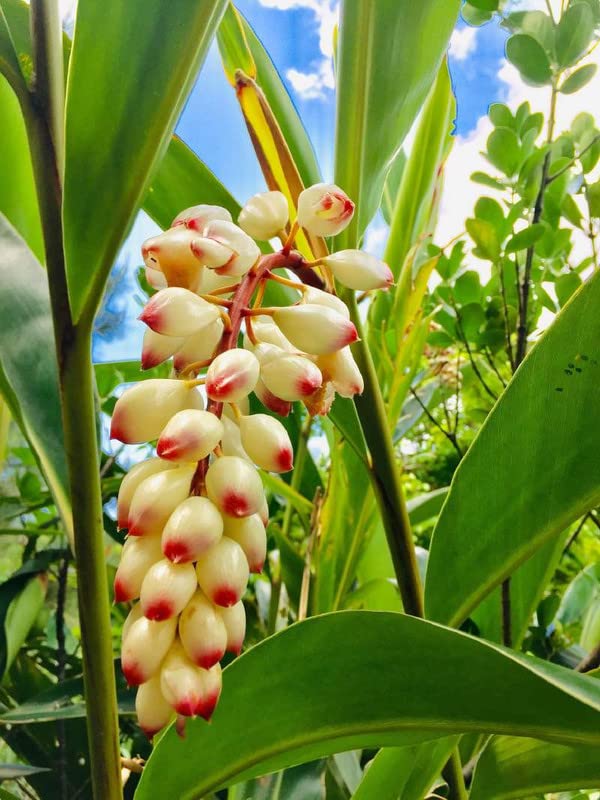 Alpinia zerumbet How to grow & care