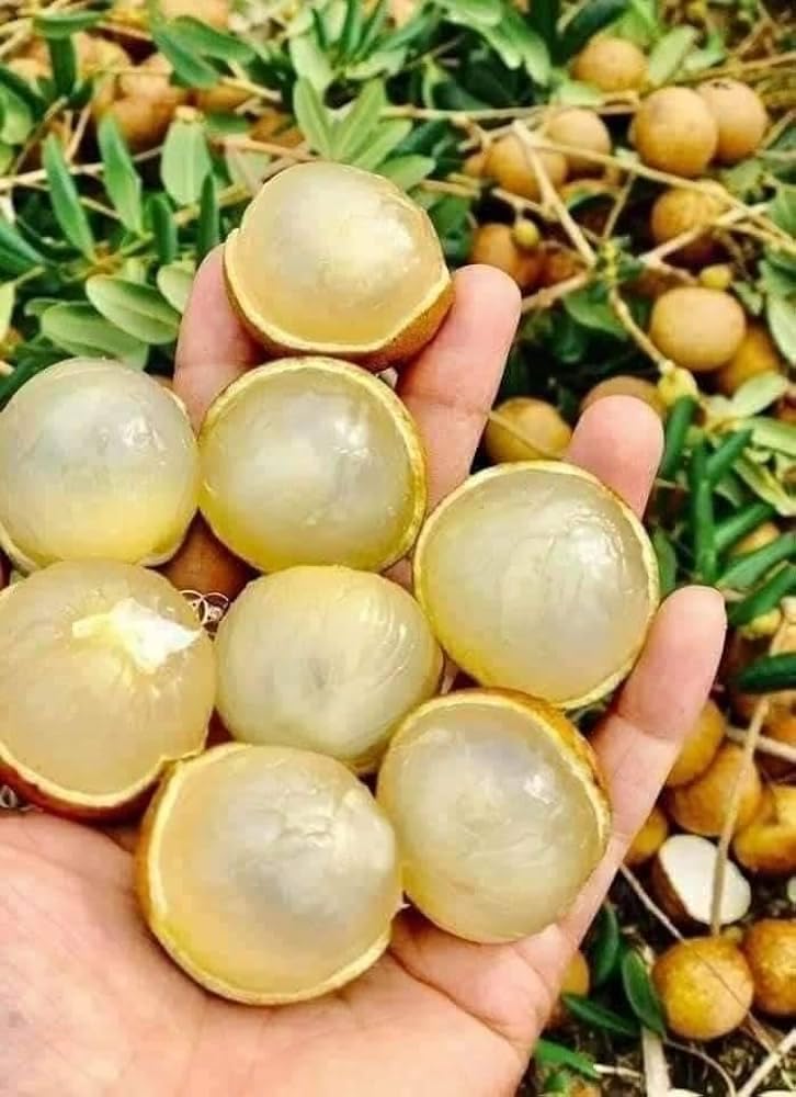 See full amazon price history chart for Big Size Thai Ping Pong Variety Longan Fruit Live Plant (Grafted) Healthy,Dimocarpus Longan Tree (1-2 Feet Size) Big Size Thai Ping Pong Variety Longan Fruit Live Plant (Grafted) Healthy,Dimocarpus Longan Tree (1-2 Feet Size) (B0DGF1H8SM) Amazon Price History, Amazon Price Tracker