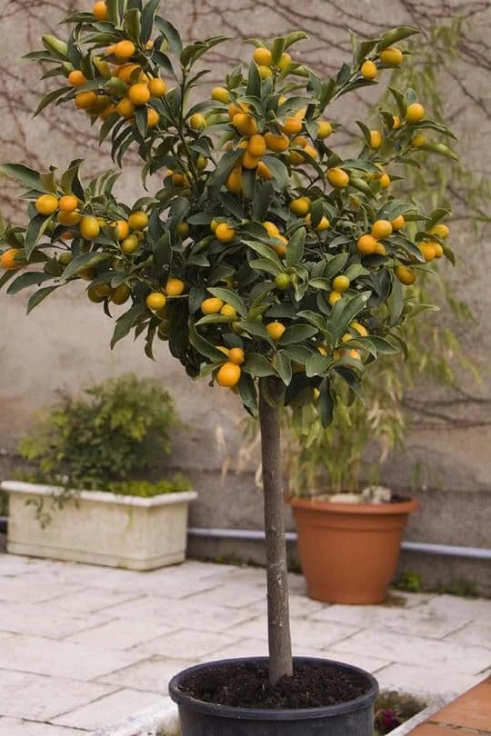 Pianta di Agrumi di Sicilia Kumquat 12 anni in Mastellino ø40 cm Vivaio di Castelletto