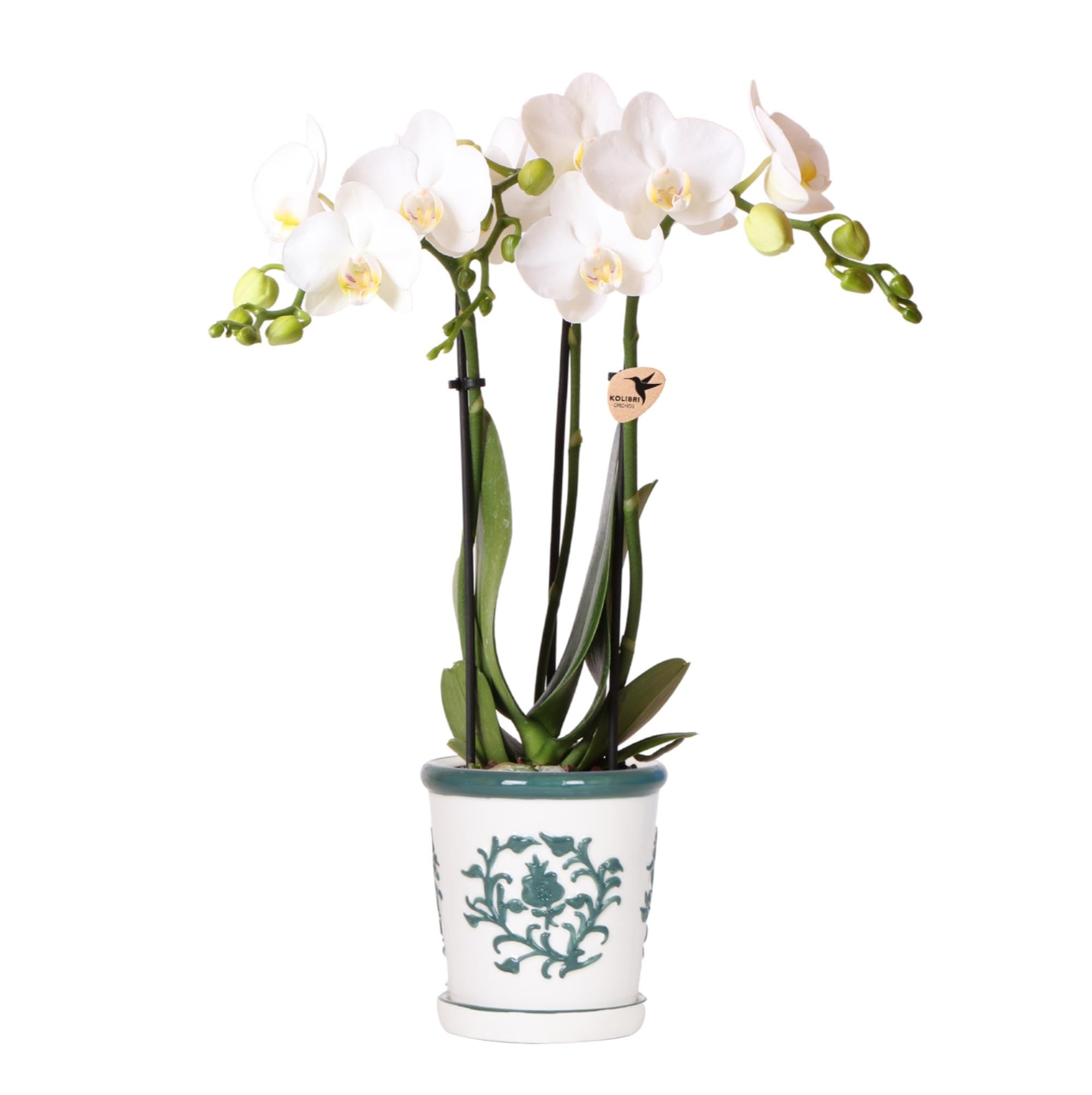 Phalaenopsis Orchidée blanche Amabilis pour sublimer la décoration du salon