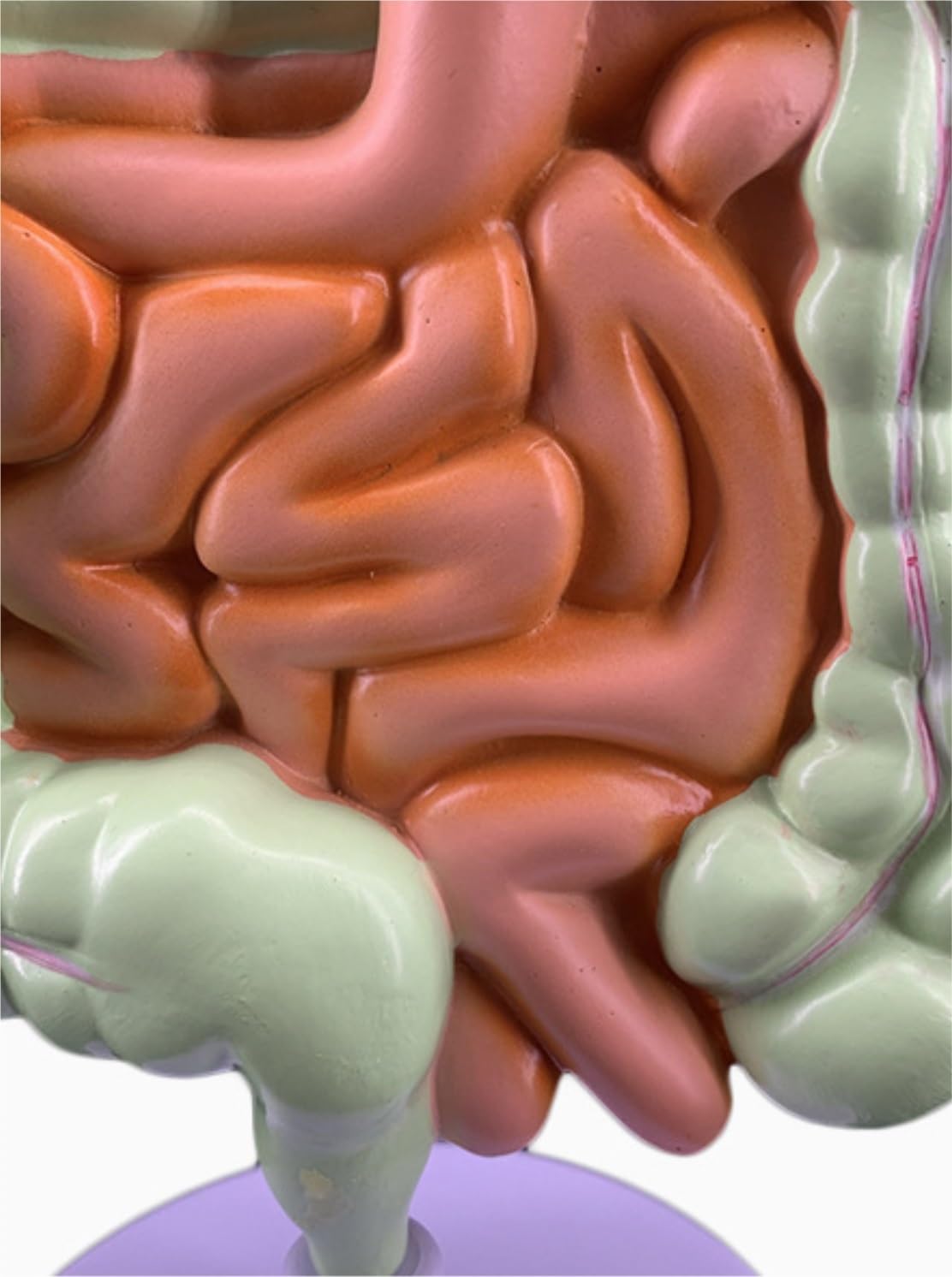 Human Modèle Modèle du Système Digestif des Organes Humains, D'anatomie Duodénum, ​​enseignement Médical, Anatomique Os Humaines Anatomie