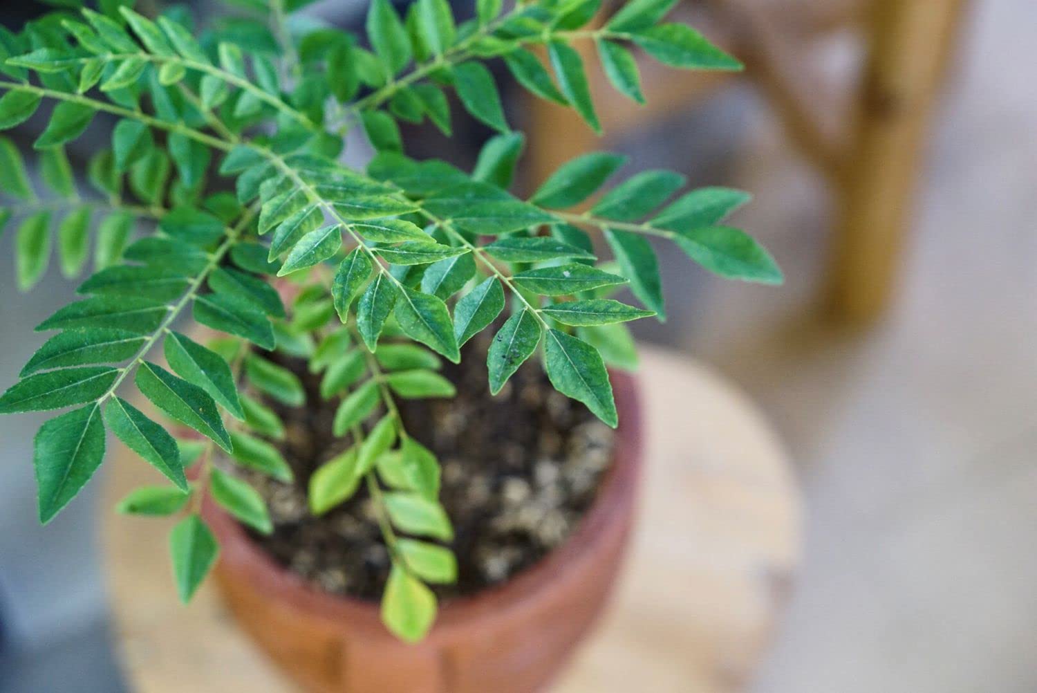 Curry leaves seeds for home gardening, High germination (28 seeds) (B0CMZY4TWC) Amazon Price History, Amazon Price Tracker