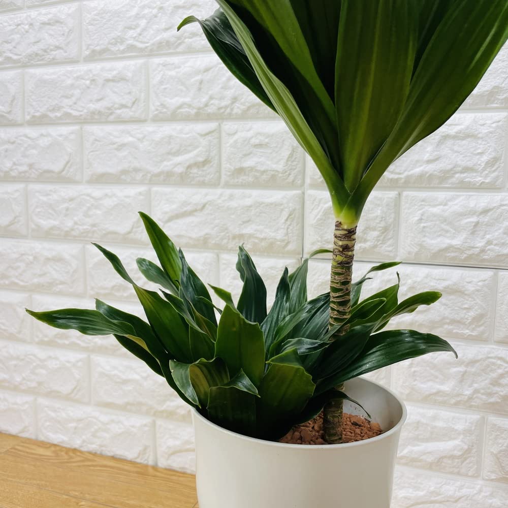 Amazon｜観葉植物 ドラセナ コンパクタ 6号鉢 幸福の木 