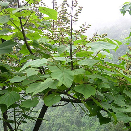 New New forest tree seeds, paulownia seeds for DIY home garden - 50g/bag (B01MCVR8Y4) Amazon Price History, Amazon Price Tracker