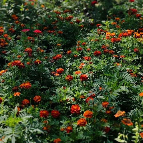 semi di tagetes, tagete rampicanti resistenti, biologici di calendula balcone, per luoghi soleggiati to perenni, decorazione 600pcs