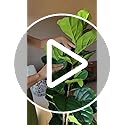 GarveeHome 6FT Faux Fiddle Leaf Fig Tree with White Pot, Faux Trees with Artificial Plants 74 Fiddle Leaves Greenery - Lifelike Fake Tree for Home Office Store Room Decor Indoor Outdoor