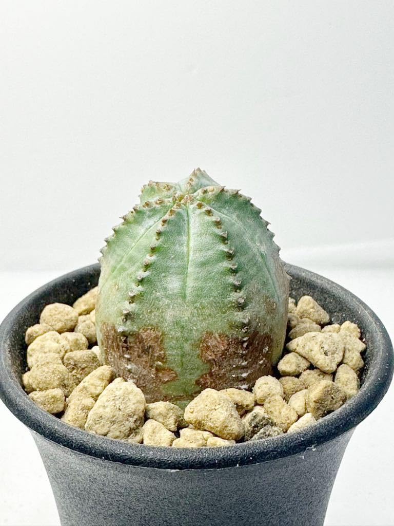 B546】【ひょうたん型ラギッド株】ユーフォルビア オベサ Euphorbia  