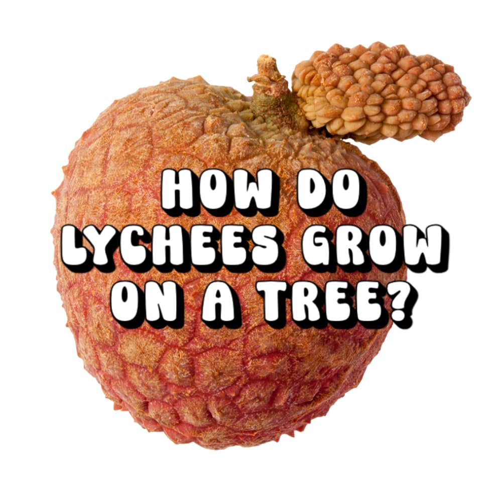 How Do Lychees Grow on a Tree?
