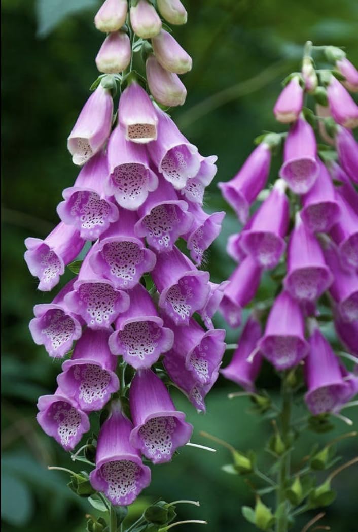 Foxglove Digitalis purpurea Purple Plug Plants x 6 Perennial Plug Plants Cut Flower Garden Ready