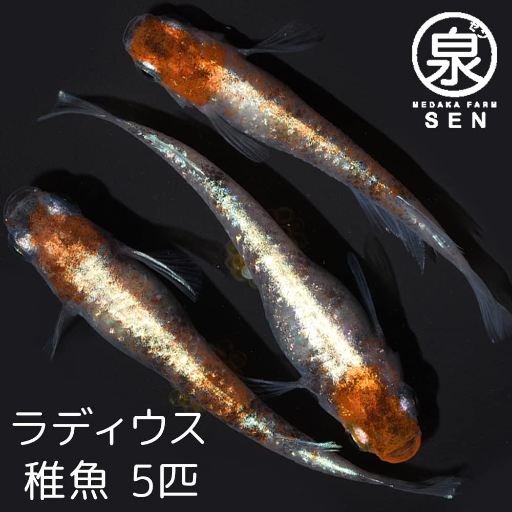 Amazon | メダカファーム泉 めだか ラディウス 稚魚 5匹 おまけ2匹 
