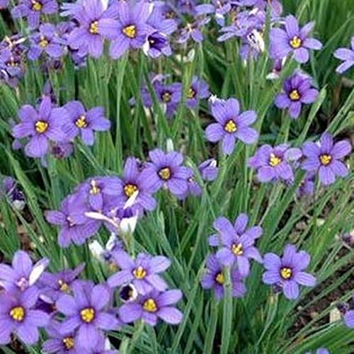 KVITER 100 semillas de flores de hierba de ojos azules, semillas de plantas orgánicas para tu hogar y jardín, semillas de flores para plantar KVITER 100 semillas de flores de hierba de ojos azules, semillas de plantas orgánicas para tu hogar y jardín, semillas de flores para plantar