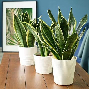 Sansevieria Trifasciata VAR. Laurentii House Plant Tender Perennial Houseplant Plants Easy to Grow Your Own 1x 19cm Potted Plant by Thompson and Morgan