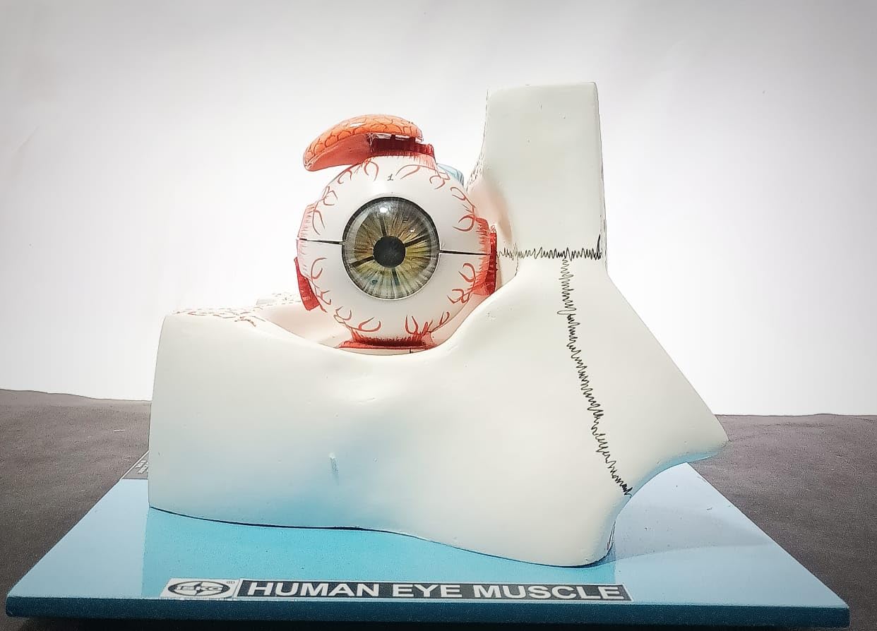 ISKO® Anatomical Model Of Human Eye With Orbit (B0BYPH36W2) Amazon Price History, Amazon Price Tracker