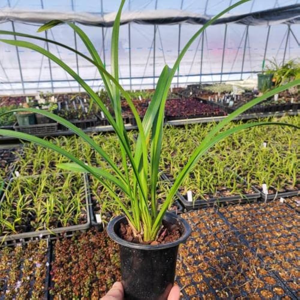 Amazon.co.jp: 蘭 キンリョウヘン（金稜辺）原種 赤花 花芽付き