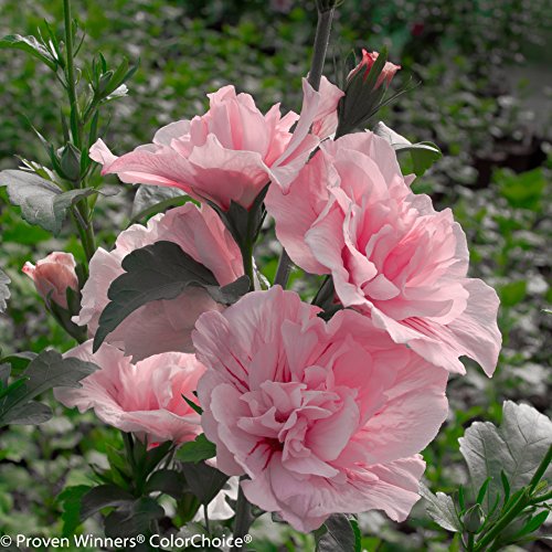 4.5 In. Qt. Pink Chiffon Rose Of Sharon (Hibiscus) Live Shrub, Light Pink Flowers #TOP5
