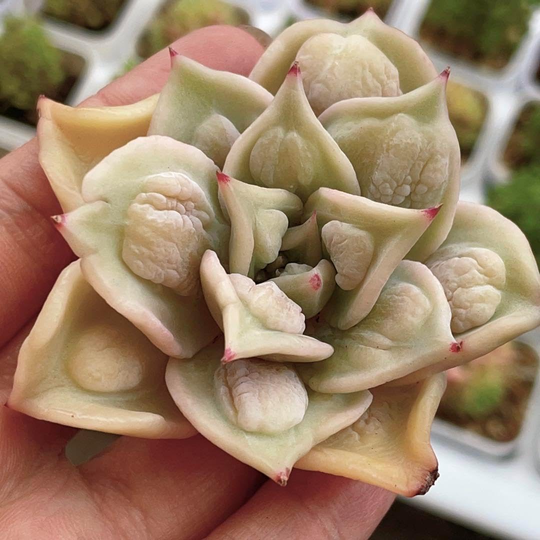 深川製磁 草花折枝白抜紋 盛鉢 箱つき 深川製 瑠璃 ◇未使用◇深川製磁 深川製磁 草花折枝白抜紋 盛鉢 箱つき 深川製 瑠璃 ◇未使用◇深川製磁