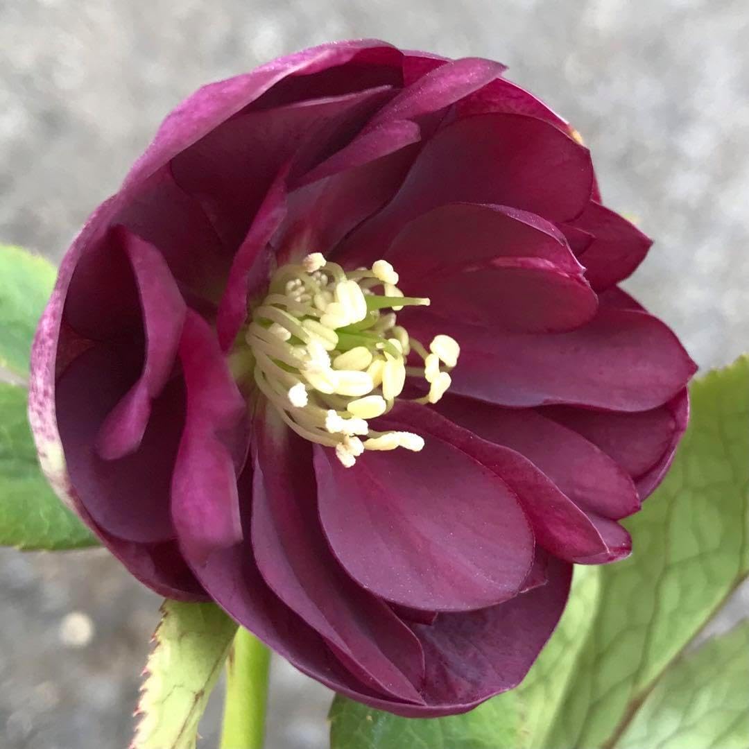 クリスマスローズ 2025.78 開花株 苗 クリスマスローズ 開花株」の人気