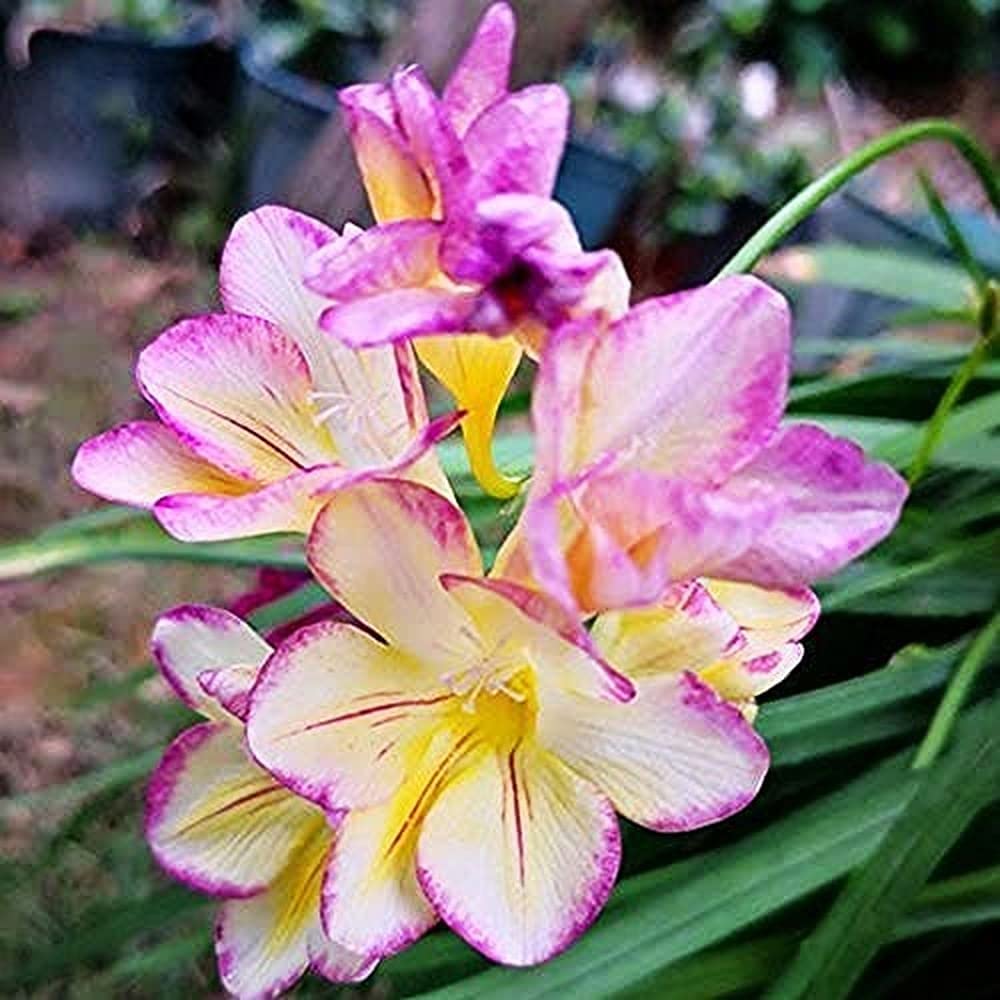 10pcs rosa Freesie Zwiebeln mehrjährig einfache Pflanzung im Freien im Innenbereich platziert Luft reinigen schaffen schöne natürliche Umgebung