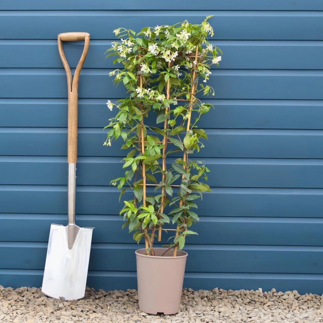 Roots Plants Evergreen Star Jasmine Plant in a 4L Pot with Trellis - Trachelospermum jasminoides - Highly Fragrant White Flowers, Hardy Climbing Garden Plant