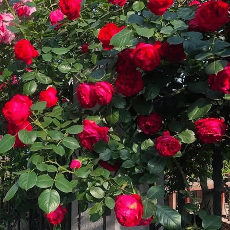 See full amazon price history chart for Mphmi Seedless Plant Indoor Plants Creeping, Climbing Rose Plant (Red) Mphmi Seedless Plant Indoor Plants Creeping, Climbing Rose Plant (Red) (B0CWF6NQ4Q) Amazon Price History, Amazon Price Tracker