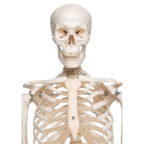 Miniatura 8 de 3B Scientific Modelo de esqueleto humano de plástico "Stan", 5 pies, soporte con ruedas., 1