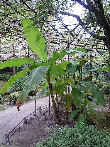 OrginBud Musa Basjoo Banana Tree - 1 Ft. Tall Cold