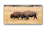 Buffalo License Plate