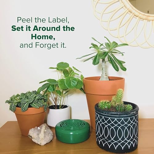 Miniatura 7 de Citrus Magic Ambientador sólido, paquete de 3, bosque tropical de bambú