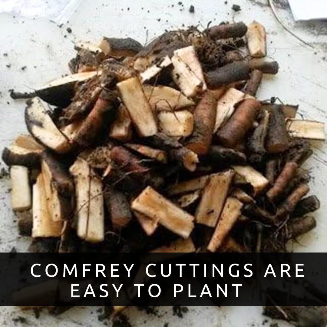 Bocking 14 Comfrey Root Cuttings to Grow - Many Uses, Pretty Purple Bell Shaped Flowers (10 Root Cuttings) - Healthy Plants - Fast Growing Perennial - Pollinator Friendly