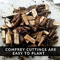 Vista 5 de Bocking 14 esquejes de raíz de consuelda para crecer, muchos usos, flores bonitas, esquejes sin raíz, crecen fácilmente (6 esquejes)