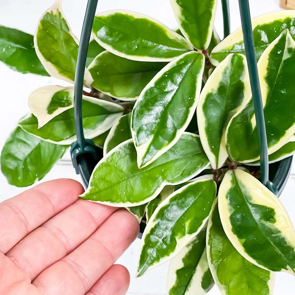 Amazon.co.jp: PLANCHU 観葉植物 ホヤ カルノーサ バリエガータ 4号