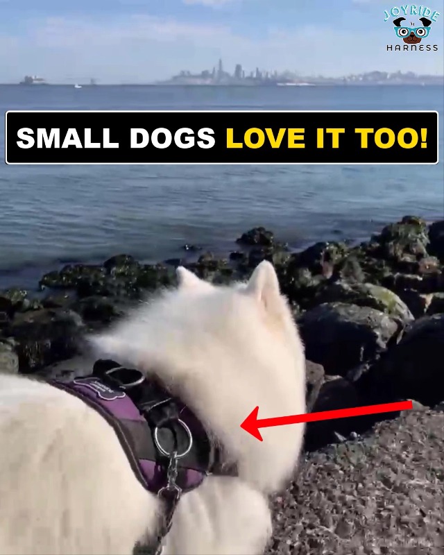 side ring dog harness