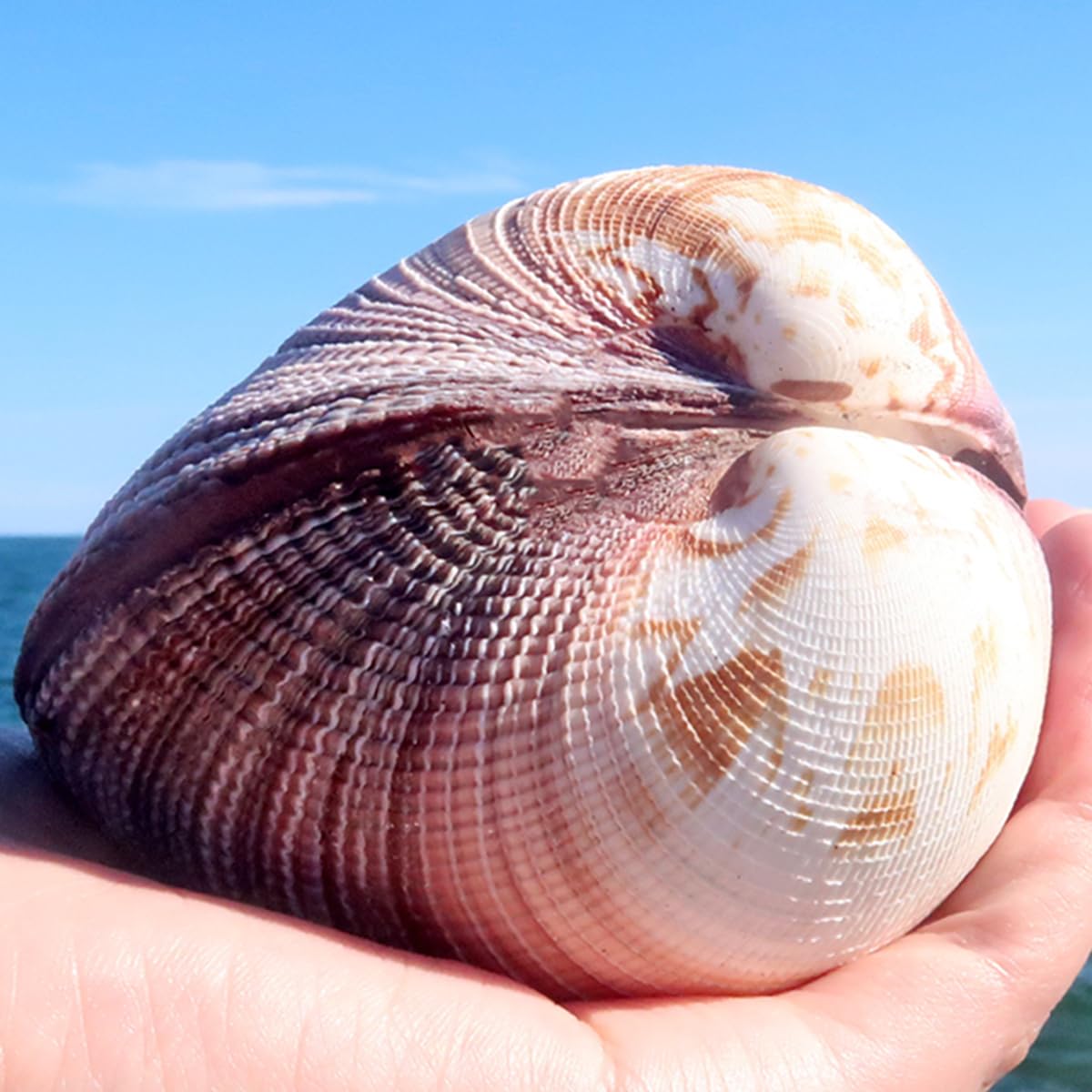 Grandi Conchiglie for Decorazione, Marine Naturali Rare da 8 a 10 cm for Decorazioni Nuziali, Feste a Tema Spiaggia, Acquario -Conchiglie Naturali