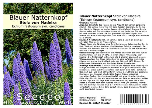 Seedeo Blauer Natternkopf Stolz von Madeira (Echium fastuosum...