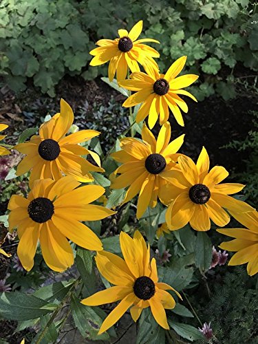 Sunflower Miniature Flower Seeds (B07F2KY1K7) Amazon Price History, Amazon Price Tracker