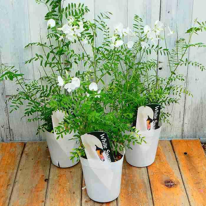 Amazon | スワインソナ 苗 ホワイトスワン 3.5号 白花 夏の花