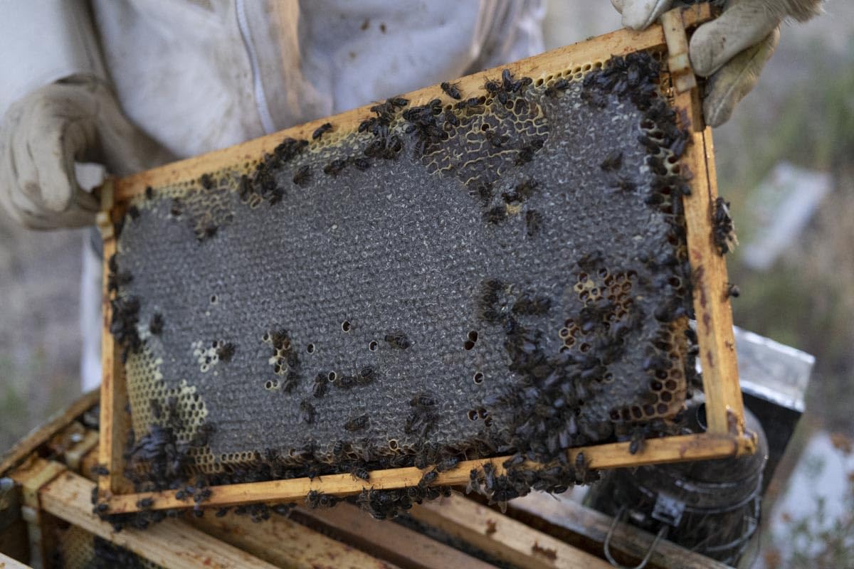 Miel Cruda Pura de Abeja 1 kg - Sin filtrar - Antioxidante - Sales Minerales