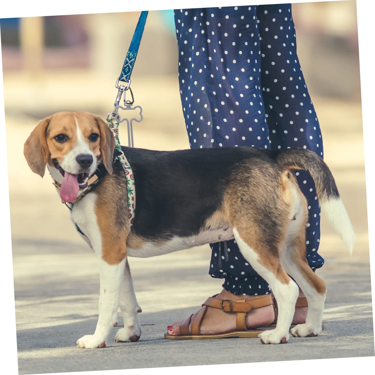 YARNOW 40 Piezas De Clip Para Bolsa De Caca De Perro Soporte Para Bolsa De Basura Clips Para Bolsas De Basura Para Mascotas Dispensador De Caca De Perro Soporte Para Bolsas De