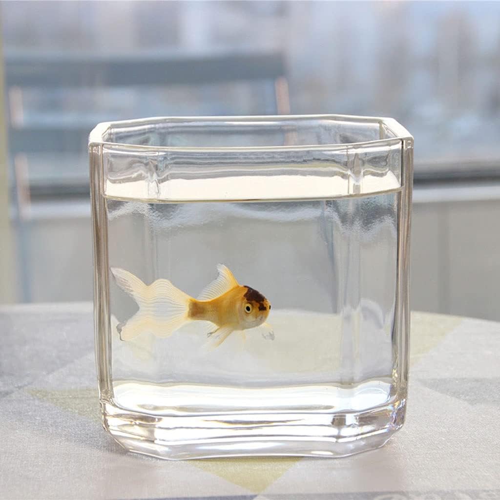 Fish Tank Simple Square Glass Transparent Fish Tank Small Betta Ornamental Fish Tank Turtle Water Plant Tank Office Home Aquarium Tank (Size : 4.72IN)
