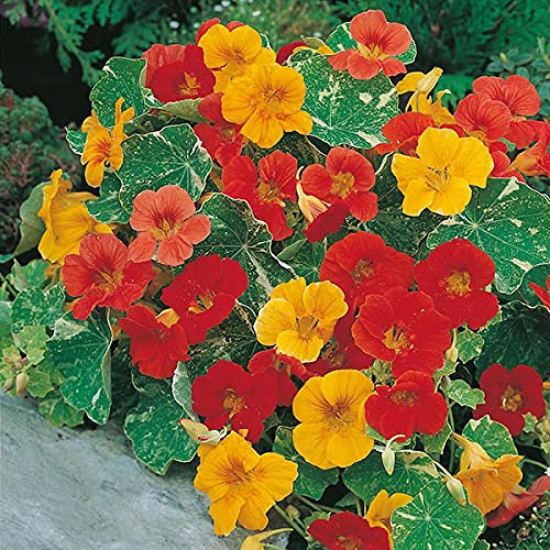 Rare Exotic " Alaska Mixed " Nasturtium 5 Seeds Pack for growing-image-6