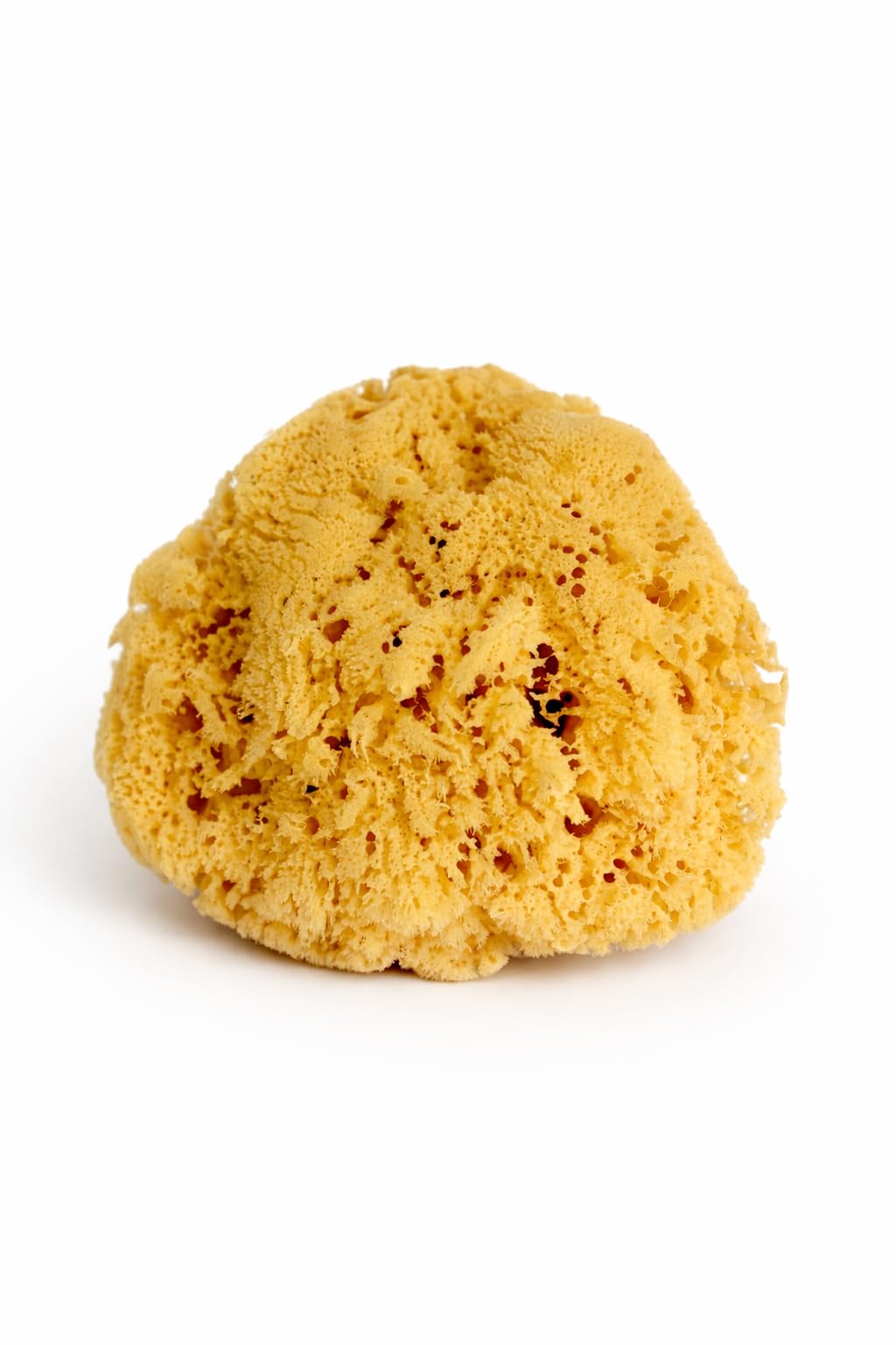 Real Sea Sponge for Men - Extra Large 6"-7", Totally Natural, Kind on Skin for an Invigorating Shower, Supplied in Breathable Mesh Bag. Great for The Gym, Grooming, Bath & Body Gift by Constantia Man