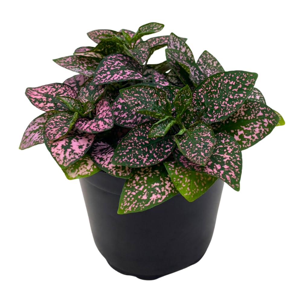 BubbleBlooms Pink Hypoestes Phyllostachya in a 4 inch Pot Polka Dot Flamingo Plant