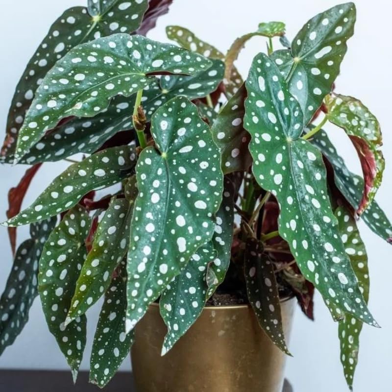 Miniatura 4 de Planta de begonia viva, planta de begonia bien enraizada de 4 a 7 pulgadas, follaje colorido vibrante, planta de interior y exterior de fácil