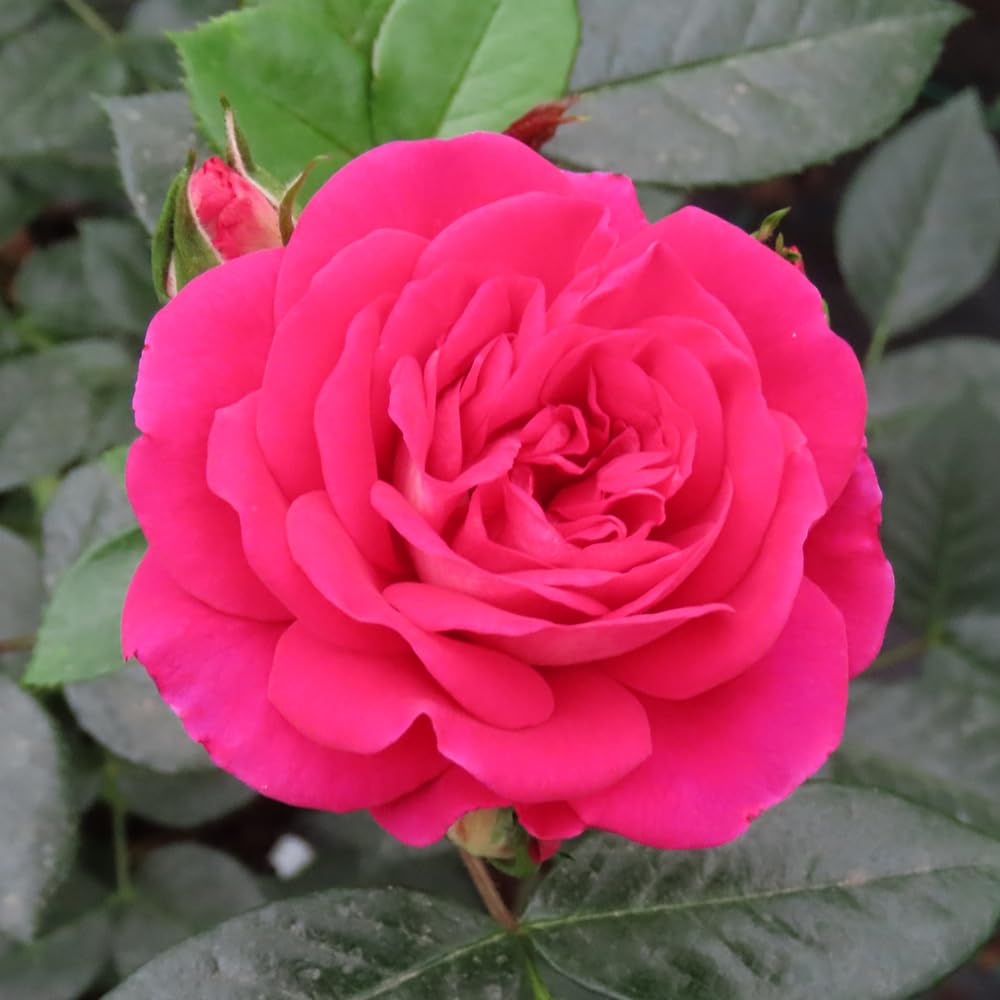 Yougarden Pink, Purple Harkness Roses Barbara's Rose, Floribunda, Gift Wrapped Established 4 Litre Pot, Mauve Silver Repeat Flowering Compact Shrub