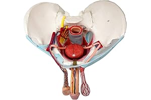 EVOTECH Male Pelvic Model: 11-Part Life-Size Anatomical Guide