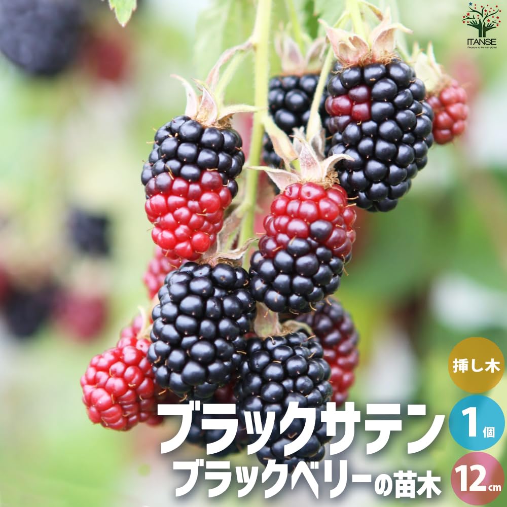 Amazon.co.jp: ブラックベリーの苗木 ブラックサテン 12cmポット