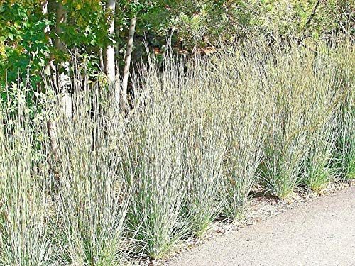Little Bluestem Seeds American Native Prairie Grass Clumping Ornamental jocad (500+ Seeds)