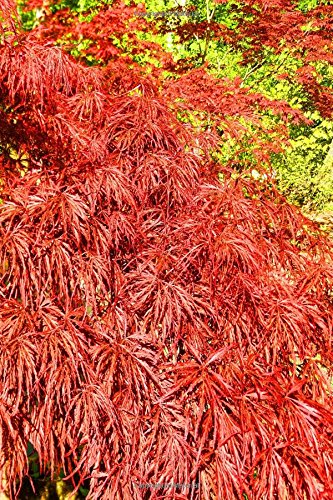 Journal Beautiful Japanese Maple Tree: (Notebook, Diary, Blank Book) (Nature Photo Journals Notebooks Diaries) Journal Beautiful Japanese Maple Tree: (Notebook, Diary, Blank Book) (Nature Photo Journals Notebooks Diaries)