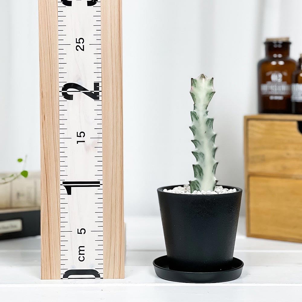 Amazon｜PLANCHU 多肉植物 ユーフォルビア ホワイトゴースト 3.5号鉢 